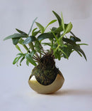 brass kokedama holder