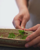 kitchen + kado : herb & kubari boat